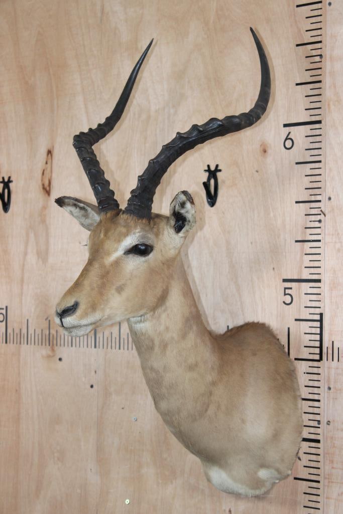 IMPALA Shoulder Mount - 3