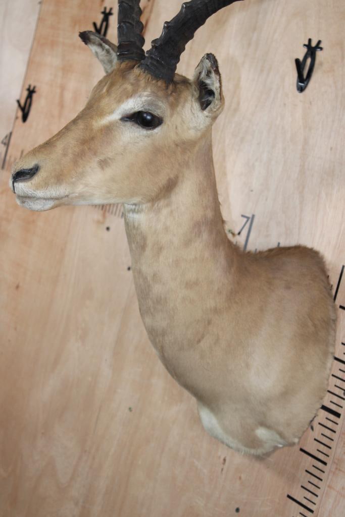 IMPALA Shoulder Mount - 4