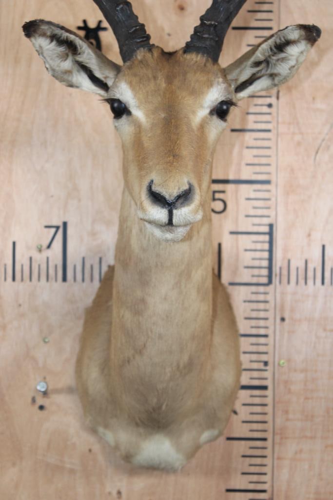 IMPALA Shoulder Mount - 5