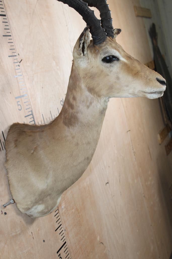 IMPALA Shoulder Mount - 6