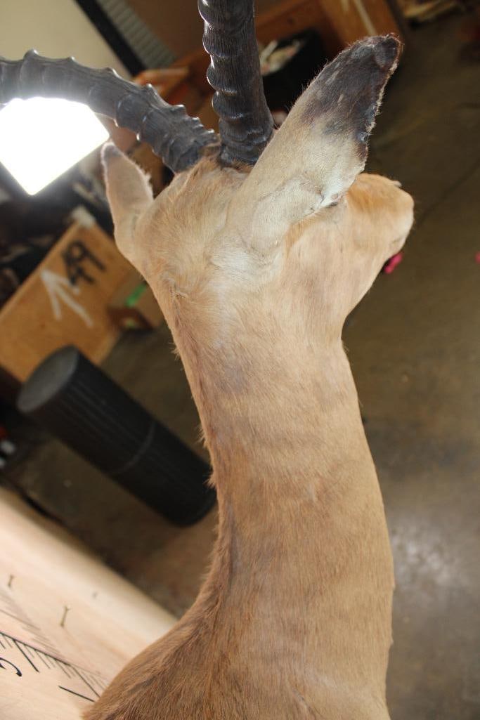 IMPALA Shoulder Mount - 7