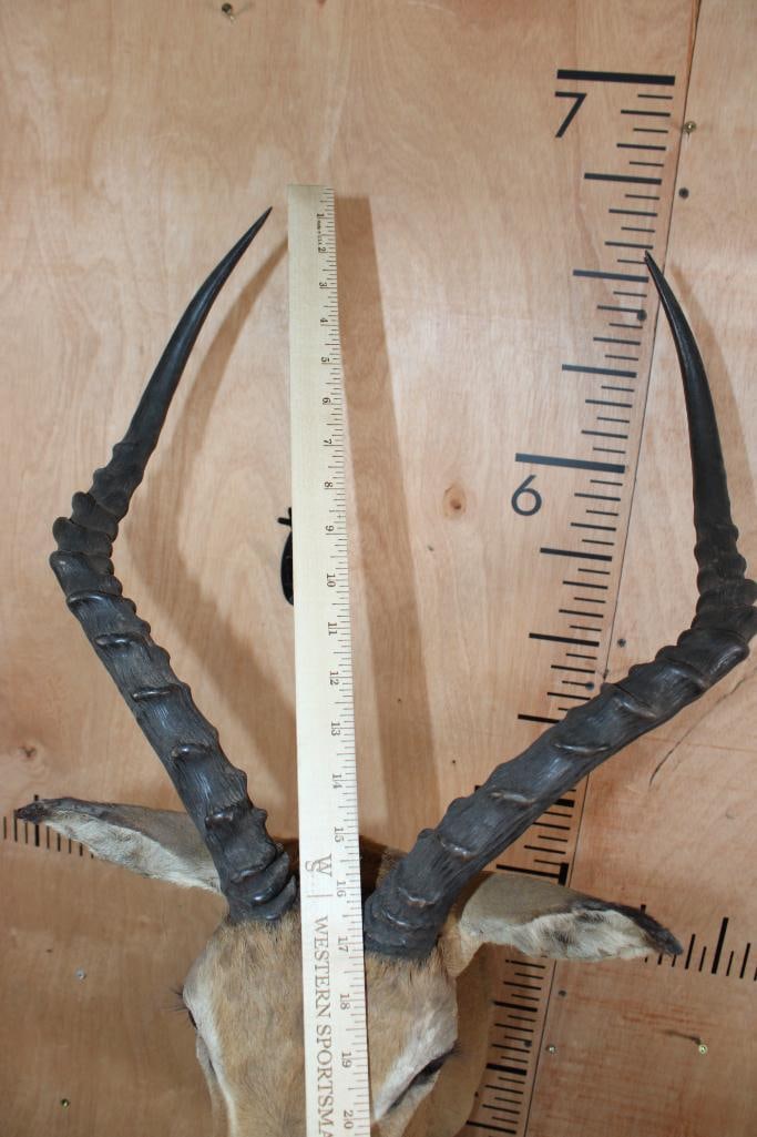 IMPALA Shoulder Mount - 8