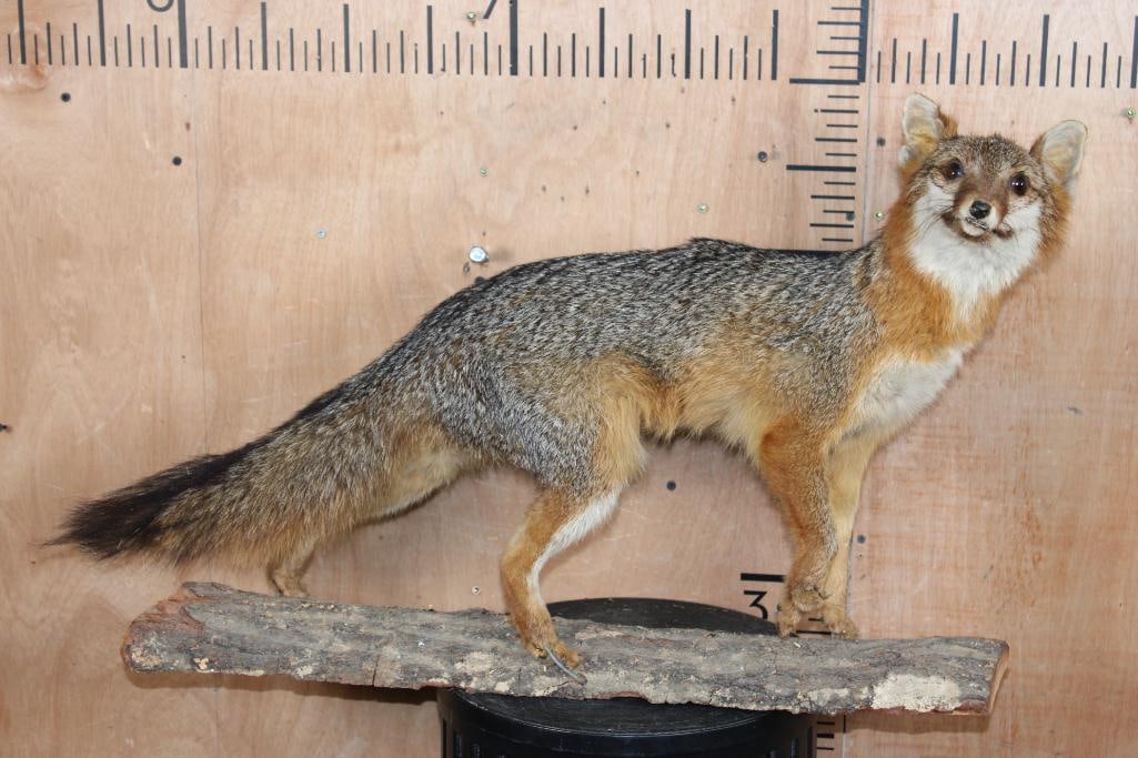 Life-sized GRAY FOX on a Log Base: Very Cute Life-sized GRAY FOX with a "derpy" expression. It is mounted on a Log Base and measures 32" Long x 9" Wide x 19" Tall. This is an older mount in Good Condition. TAXIDERMY 