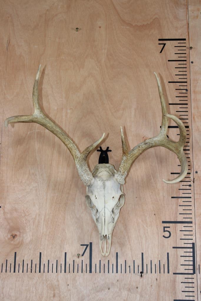 7-Point WHITETAIL DEER Skull: 7-Point WHITETAIL DEER Skull. It has a 19.5" Spread and is missing 1 tooth. TAXIDERMY 