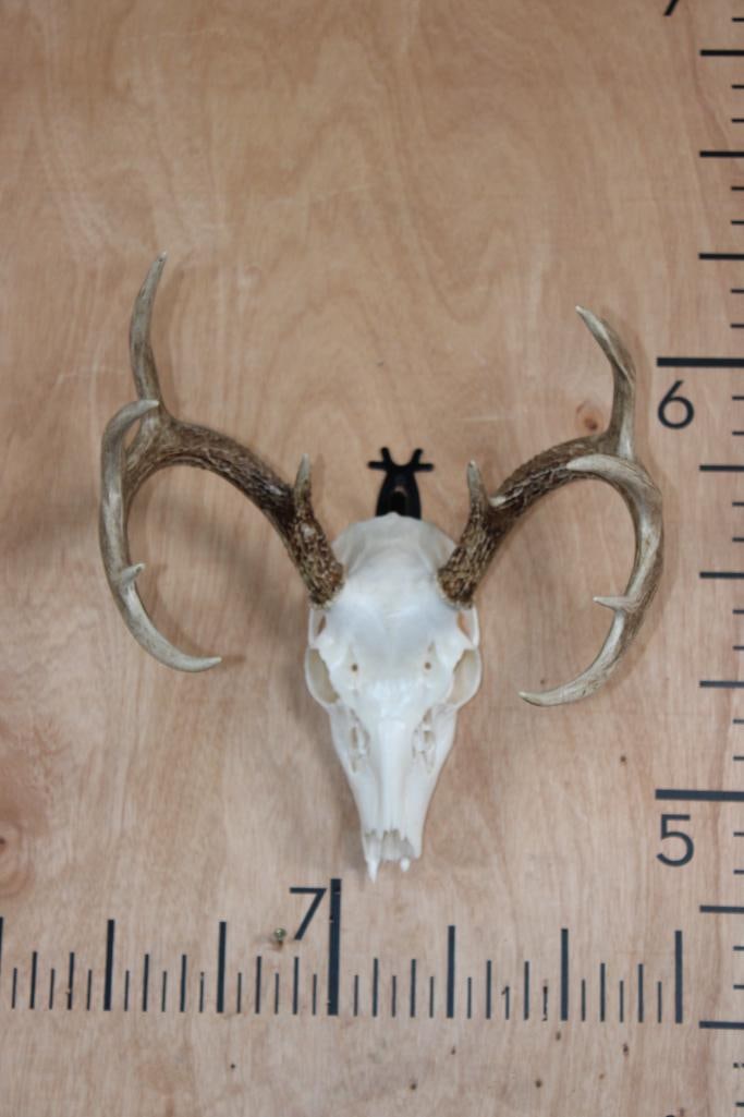 10-Point WHITETAIL DEER Skull (1 of 7)