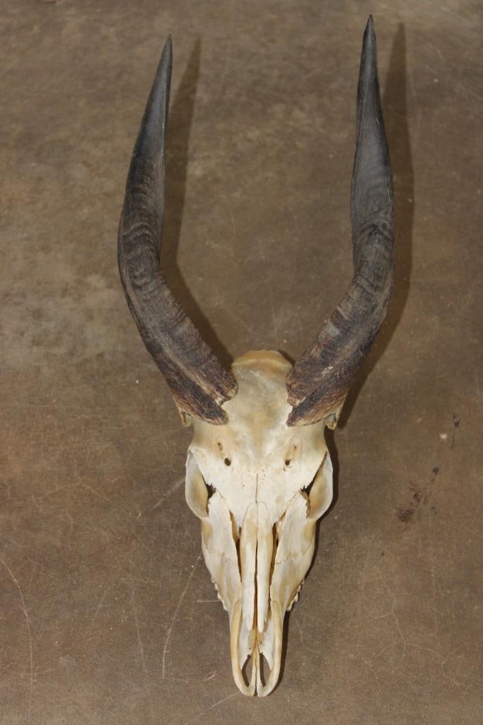 BUSHBUCK Skull with All its Teeth: BUSHBUCK Skull with All its Teeth and Removable Horns. The Right Horn measures 11.72" and the Left Horn measures 12.25" along the Spiral Ridge. TAXIDERMY