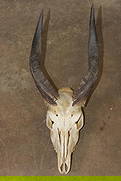 BUSHBUCK Skull with All its Teeth: BUSHBUCK Skull with All its Teeth and Removable Horns. The Right Horn measures 11.72" and the Left Horn measures 12.25" along the Spiral Ridge. TAXIDERMY