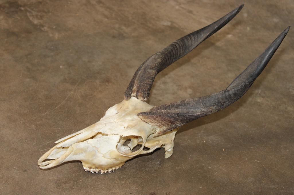 BUSHBUCK Skull with All its Teeth - 3