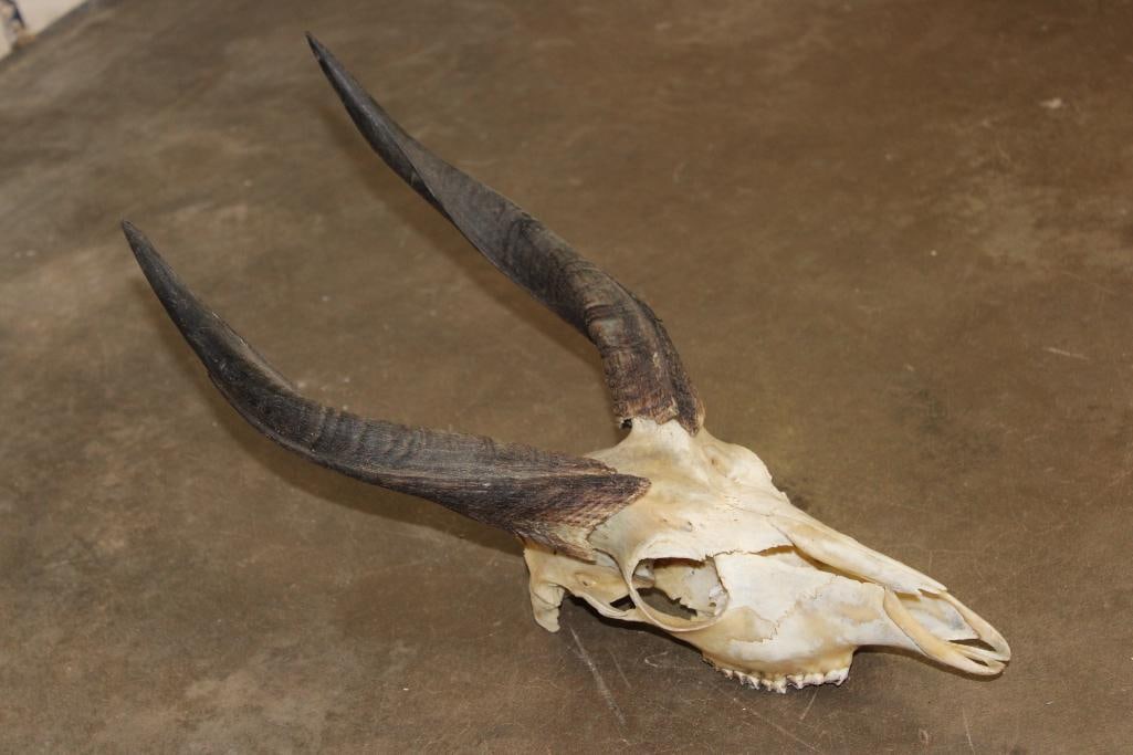 BUSHBUCK Skull with All its Teeth - 4