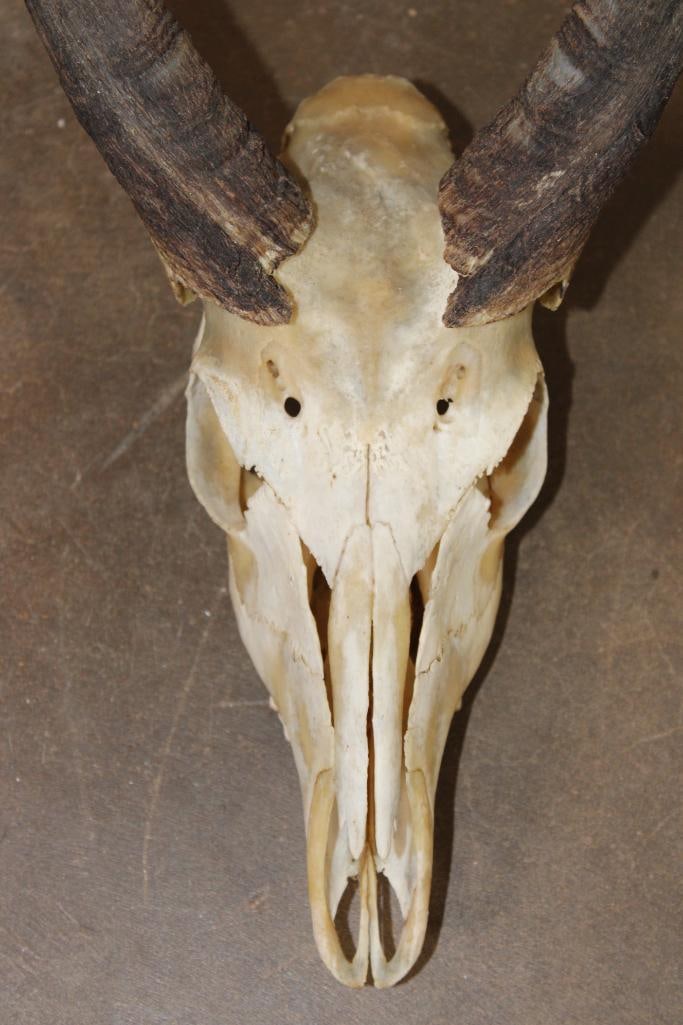 BUSHBUCK Skull with All its Teeth - 5