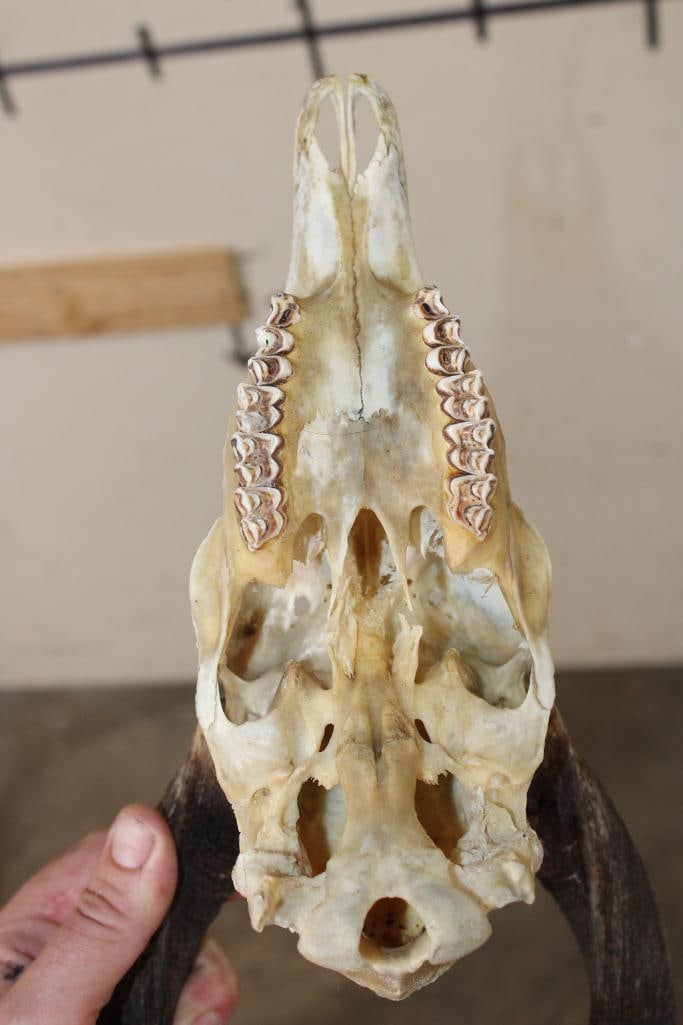 BUSHBUCK Skull with All its Teeth - 6