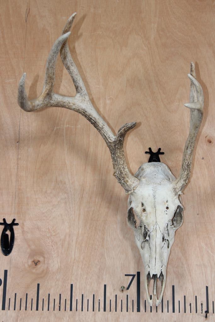 Right Dominant 7-Point WHITETAIL DEER Skull: Right Dominant 7-Point WHITETAIL DEER Skull. It is missing much of its teeth and has some damage (see photos). TAXIDERMY SKULLS 
