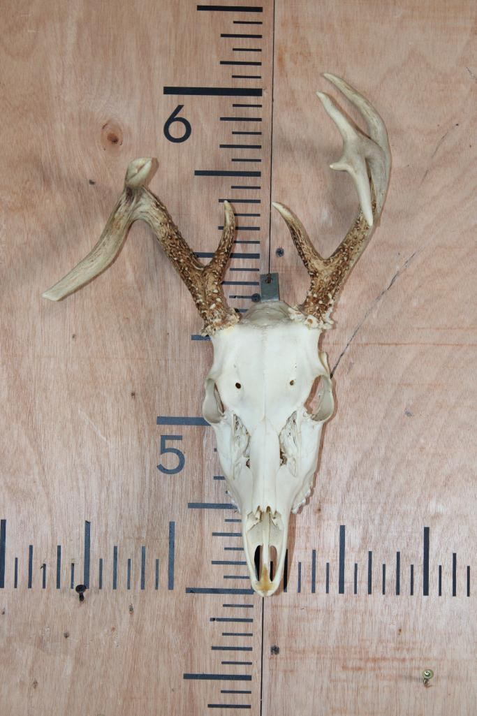 9-Point Non-Typical WHITETAIL DEER Partial Euro Cut Skull: Small 9-Point Non-Typical WHITETAIL DEER Partial Euro Cut Skull (see photos). It has All its Teeth. TAXIDERMY SKULLS 