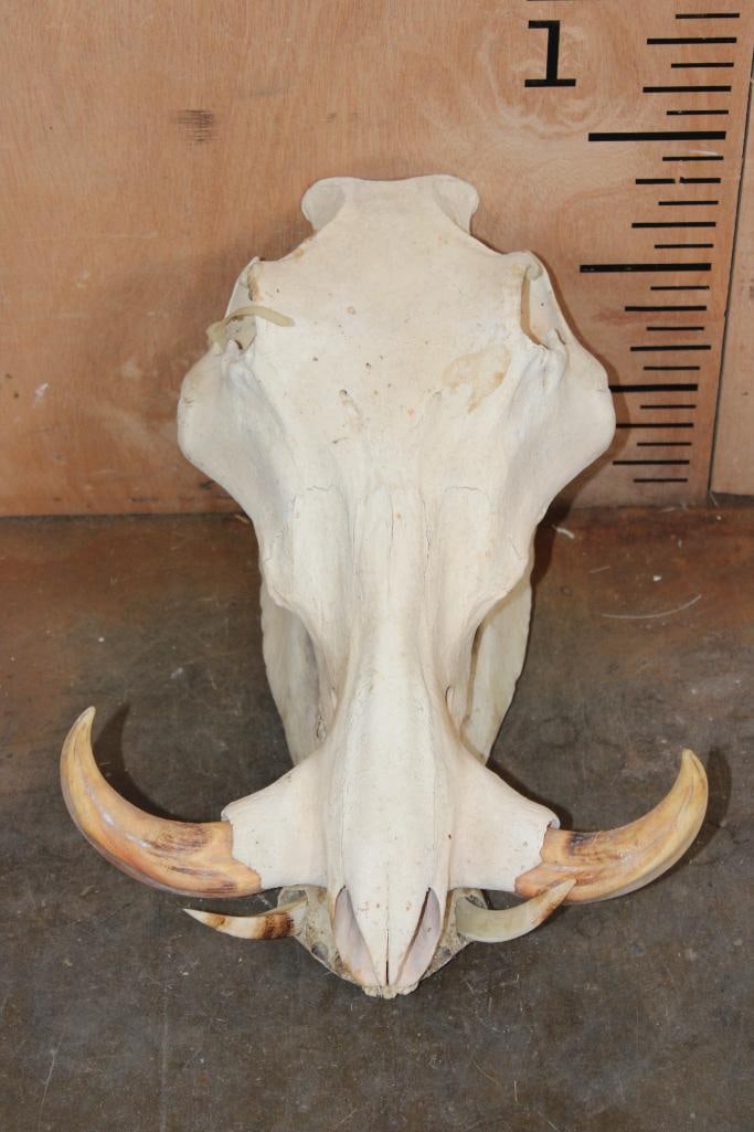 WARTHOG Skull: Nice and Clean WARTHOG Skull. It measures 12.75" Long x 10.5" Wide (at the Tusks) x 8.75" Tall. TAXIDERMY SKULLS 