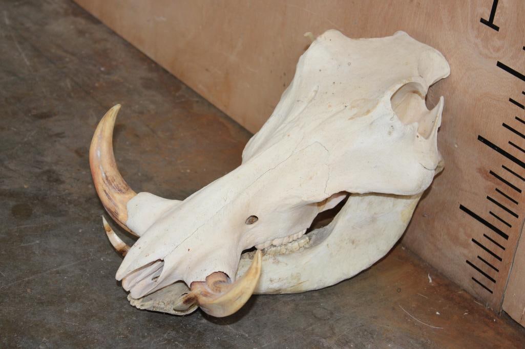 WARTHOG Skull - 3