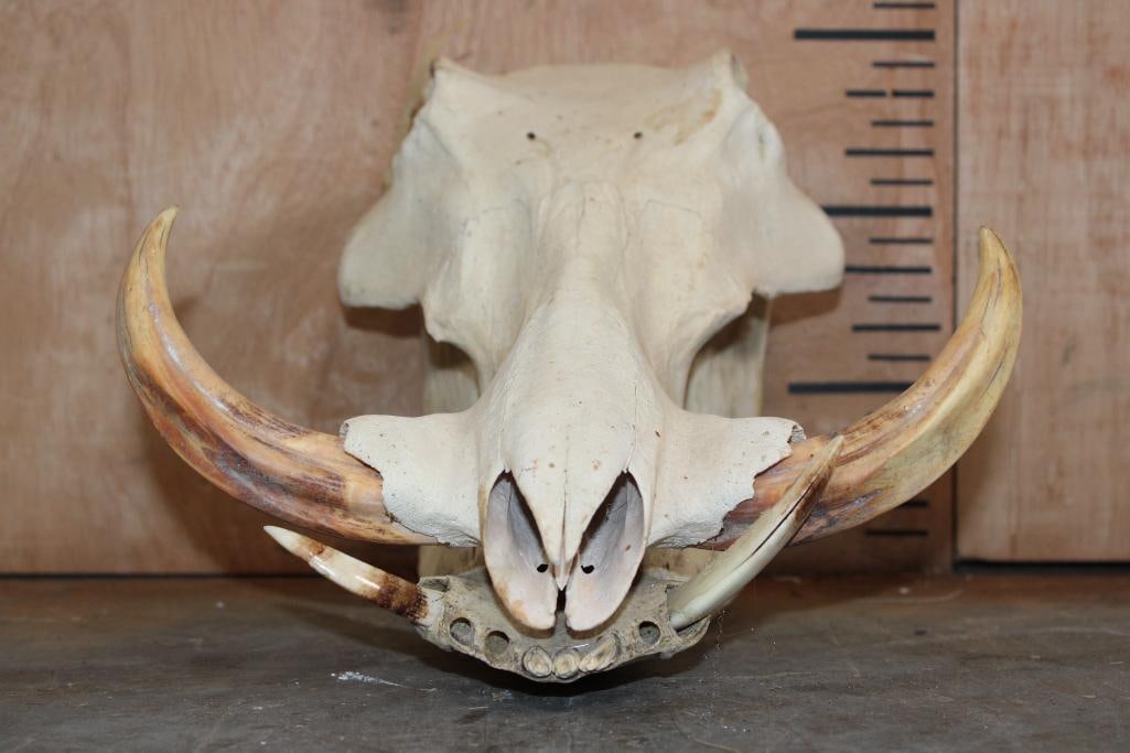 WARTHOG Skull - 4