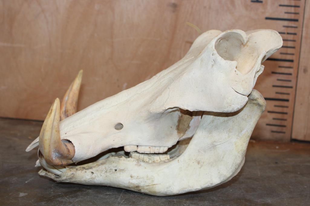 WARTHOG Skull - 6