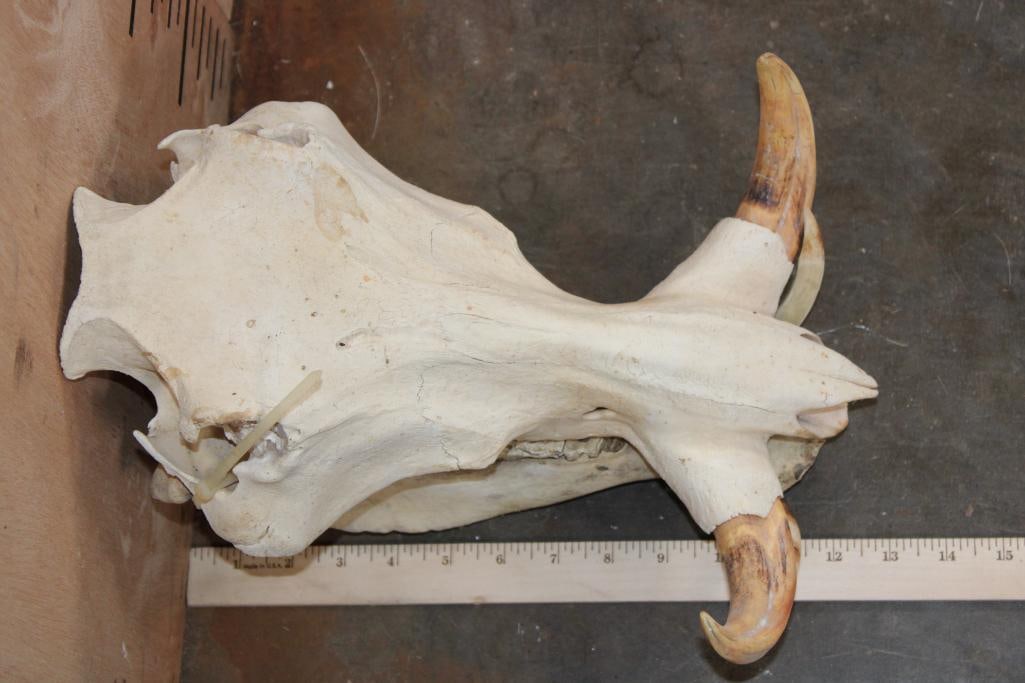 WARTHOG Skull - 8