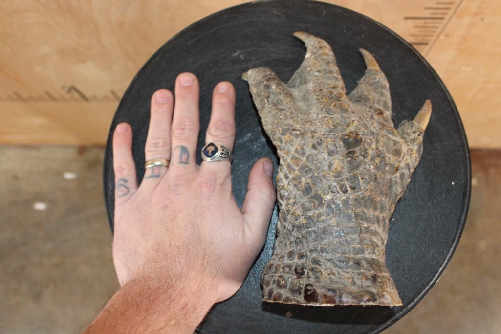 Big Mounted CROCODILE Foot with its Claws - 2