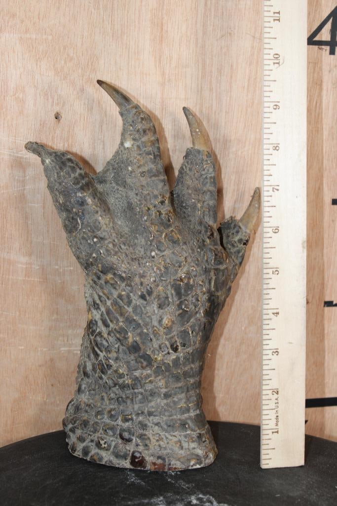 Big Mounted CROCODILE Foot with its Claws - 3
