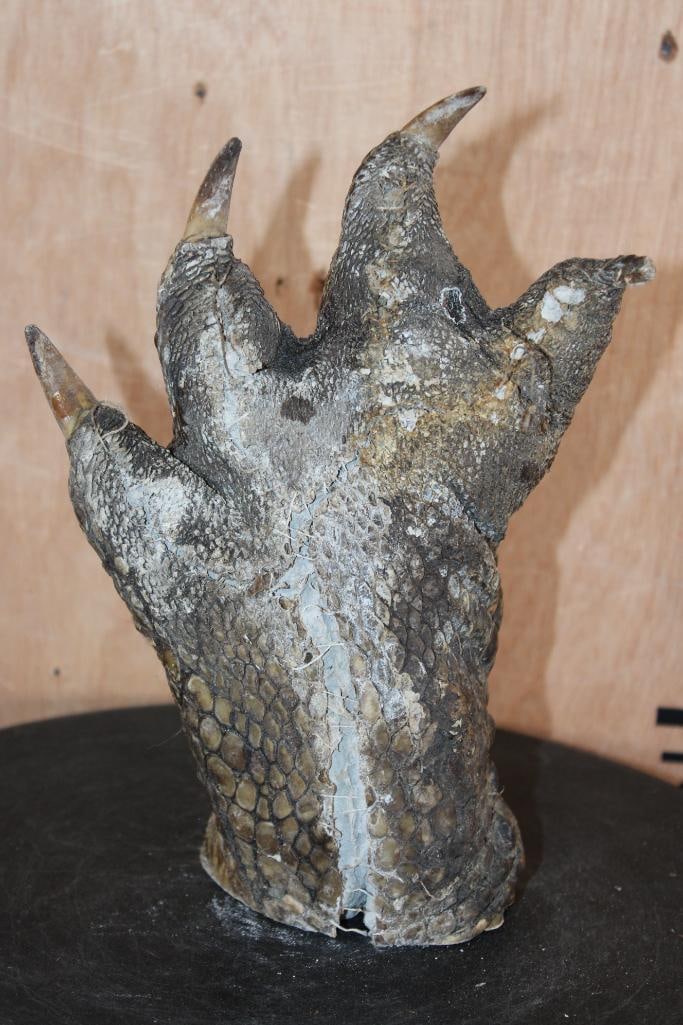 Big Mounted CROCODILE Foot with its Claws - 5