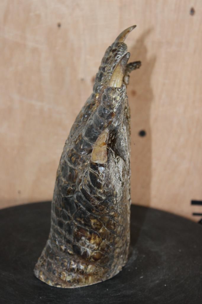 Big Mounted CROCODILE Foot with its Claws - 6
