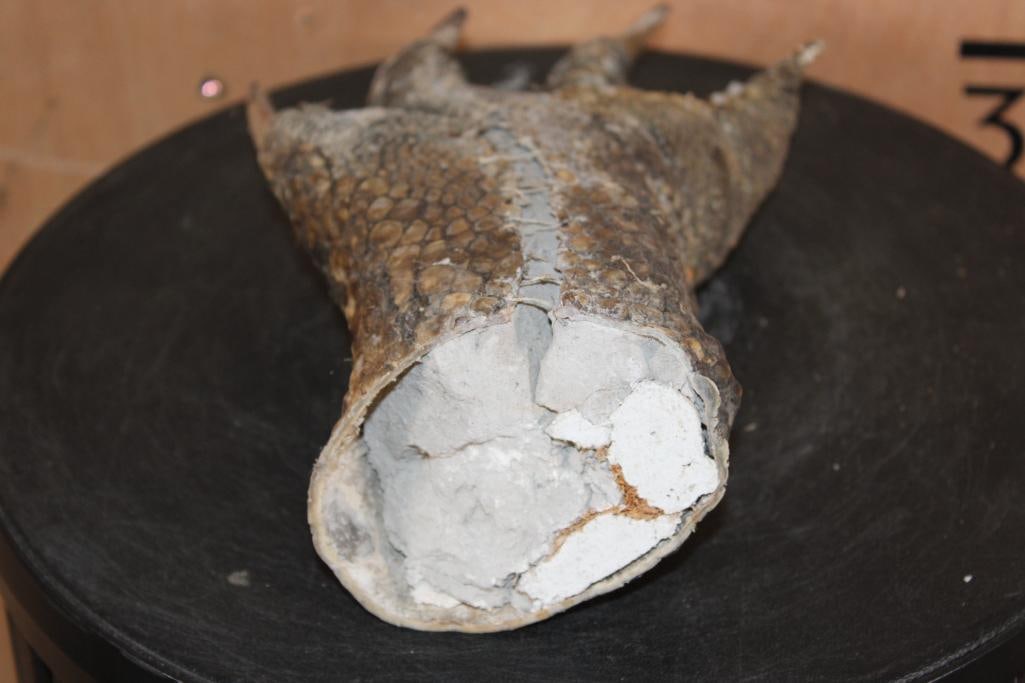 Big Mounted CROCODILE Foot with its Claws - 7