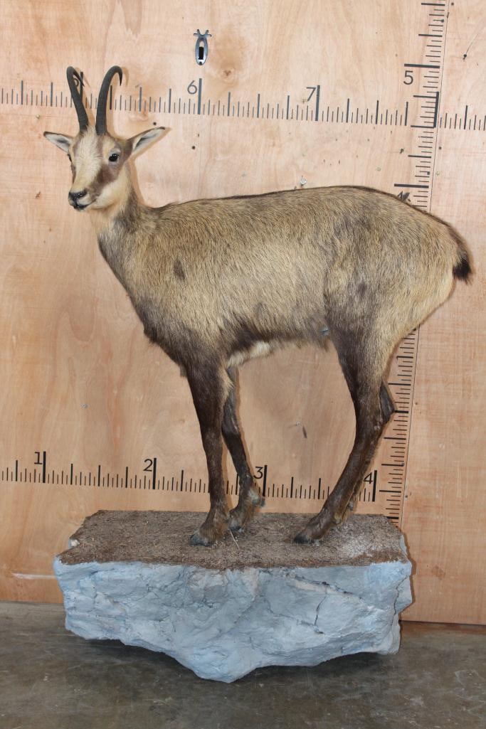 Life-sized CHAMOIS on a Rocky Wall Hanging Base: Life-sized CHAMOIS on a Rocky Wall Hanging Base. The Left Horn measures 9 5/8" Long and the Right Horn measures 9.75" Long. The Total Mount measures 37" Long x 16" Wide x 58" Tall and it is in Good