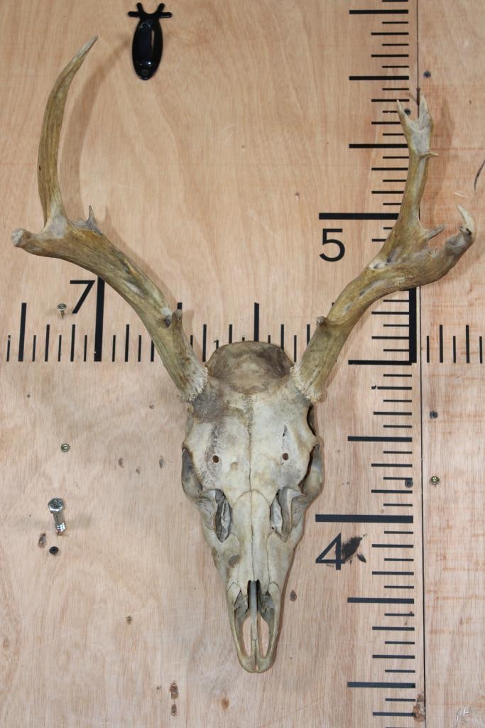 8-Point WHITETAIL DEER Skull with No Teeth: 8-Point WHITETAIL DEER Skull with a Wire Hanger for display. This is a dusty boy with a 14.25" Spread and No Teeth. TAXIDERMY SKULLS 