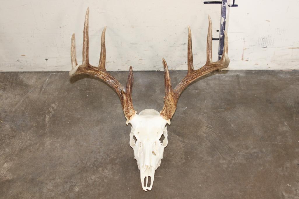 12-Point WHITETAIL DEER Skull with All its Teeth: Nice 12-Point WHITETAIL DEER Skull with All its Teeth. It has an 18" Spread. TAXIDERMY 