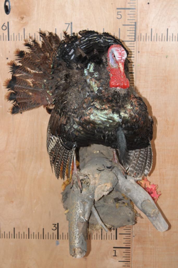 Life-sized TURKEY On a Real Wood Wall Hanger: Life-sized TURKEY On a Real Wood Wall Hanger. This is an older mount, a little rough. TAXIDERMY 