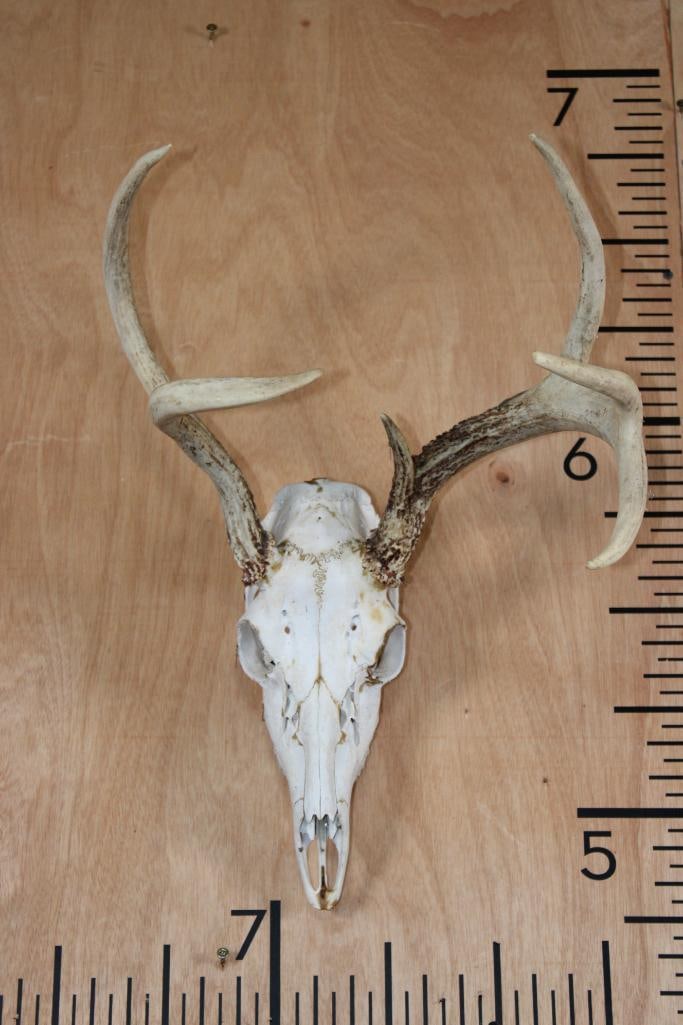 Left Dominant 6-Point WHITETAIL DEER Skull (1 of 7)