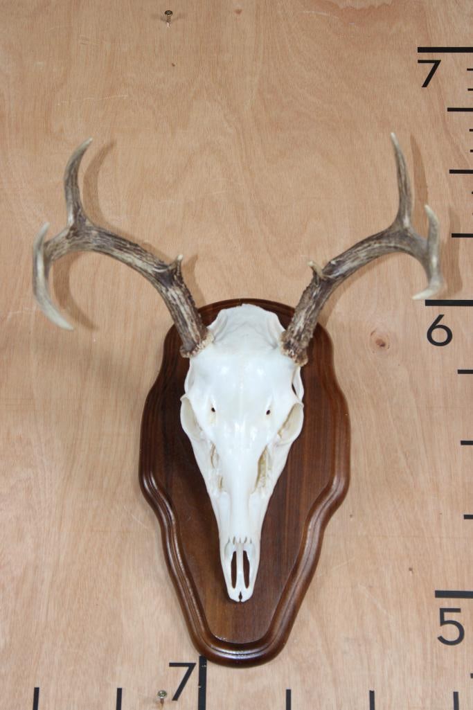 Little 8-Point WHITETAIL DEER Skull (1 of 6)