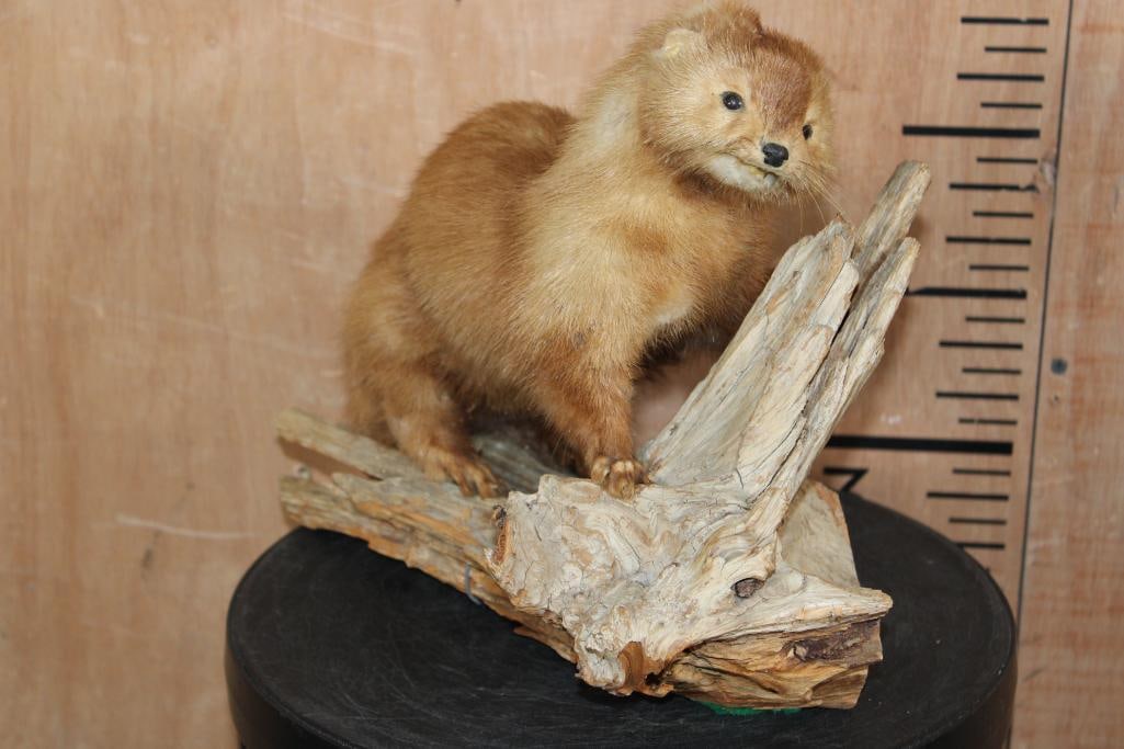 Life-sized WILD MINK on a Driftwood Base (1 of 8)