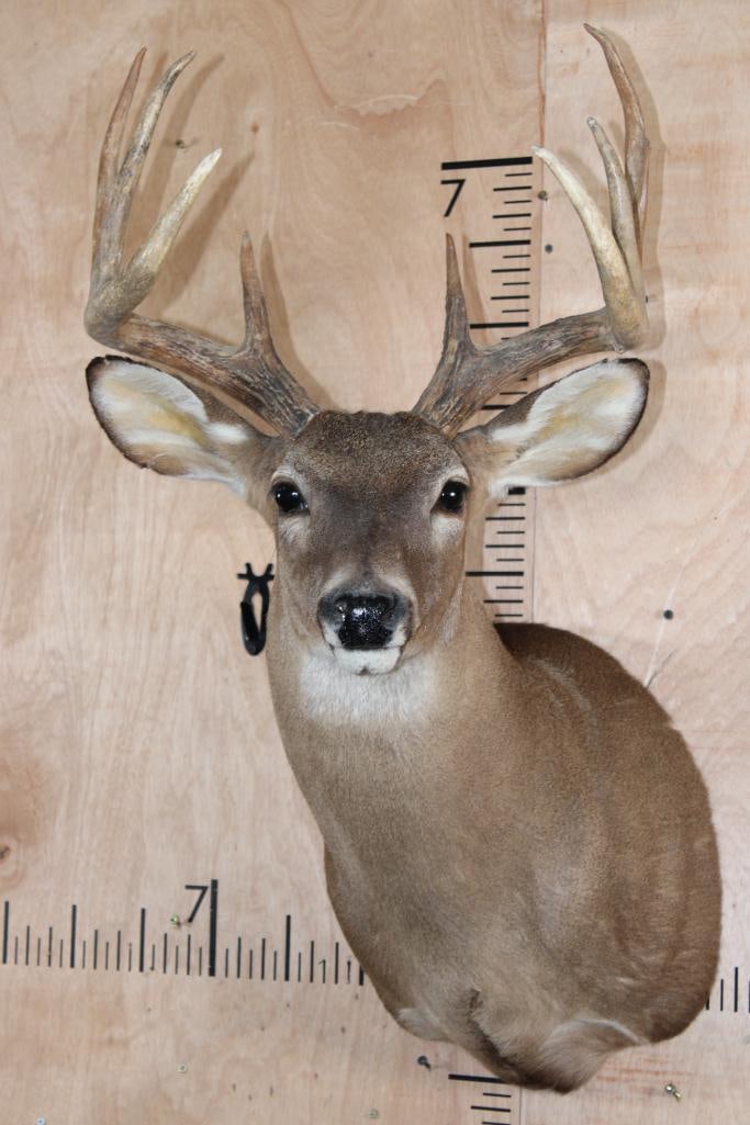 8-Point WHITETAIL DEER Shoulder Mount (1 of 9)