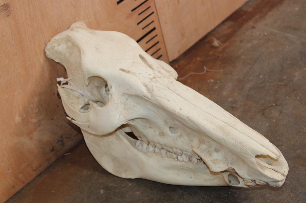 BOAR Skull with No Tusks: BOAR Skull with No Tusks. It measures 13.5" Long x 6" Wide x 7.25" Tall. TAXIDERMY SKULLS 