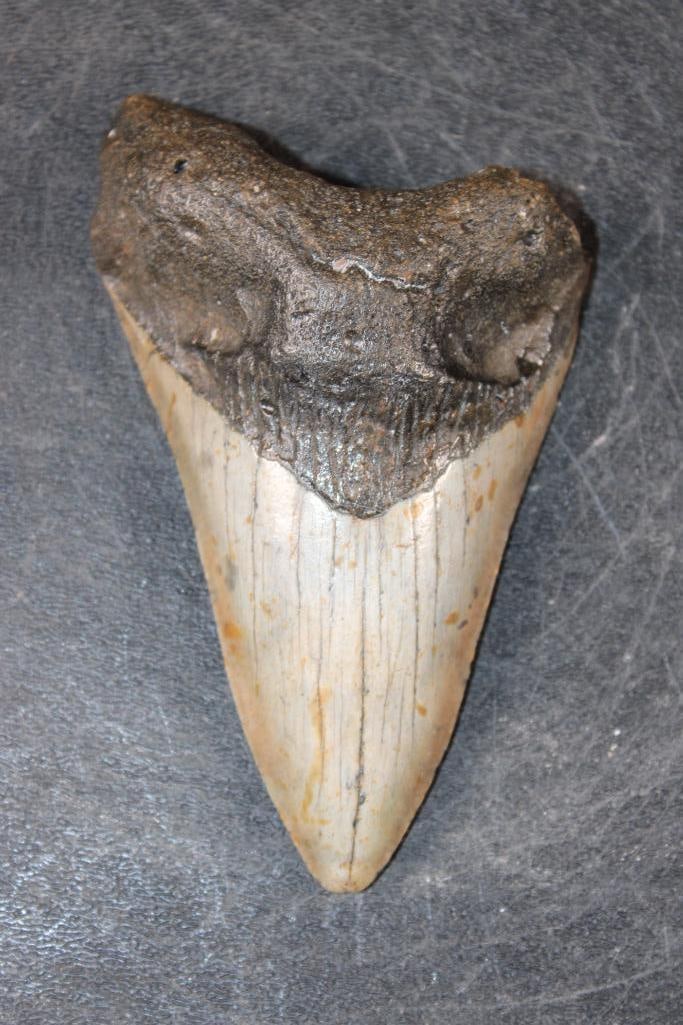 Big MEGALODON Shark Tooth Fossil: Big MEGALODON Shark Tooth Fossil. It measures 4.5" from the Top Corner to the Tip. The Total Weight is 6 oz. MEGALODON SHARK TEETH