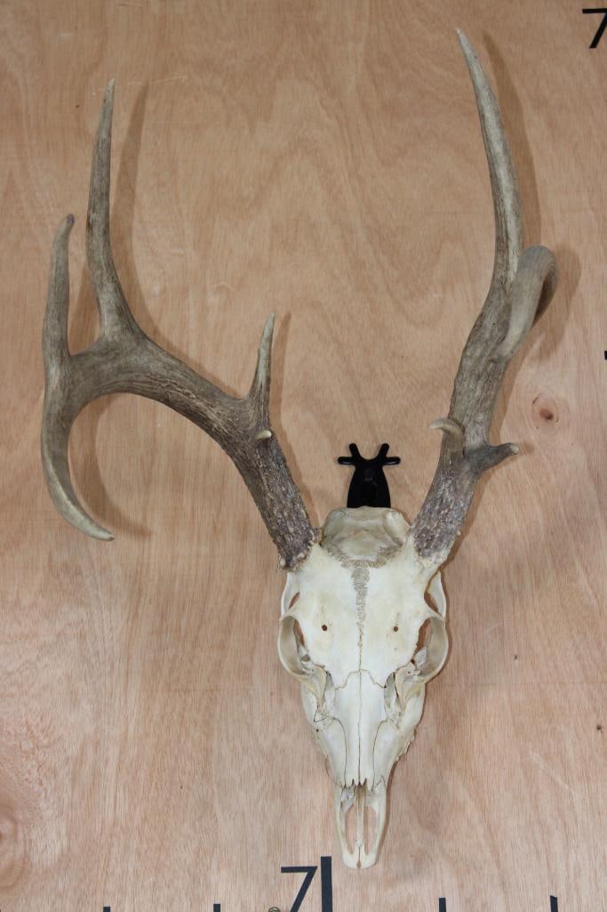8-Point WHITETAIL DEER Skull with All its Teeth (1 of 8)