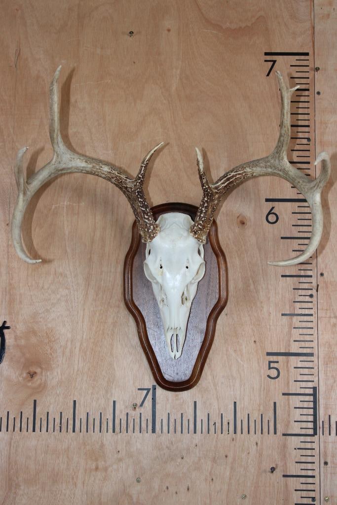 8-Point WHITETAIL DEER Skull on a Wood Plaque (1 of 7)