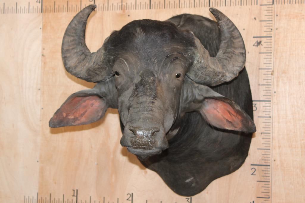 Big South American WATER BUFFALO Shoulder Mount: Big South American WATER BUFFALO Shoulder Mount with a 30" Spread. It has some bald spots but is otherwise in Good Condition. TAXIDERMY 