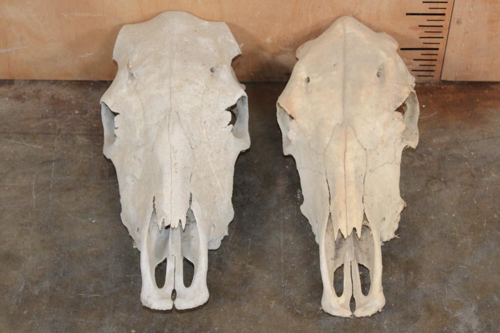 (2) COW Skulls (1 of 8)