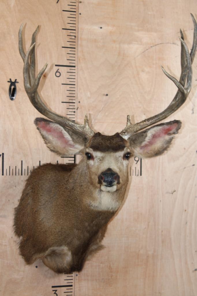 10-Point MULE DEER Shoulder Mount (1 of 8)