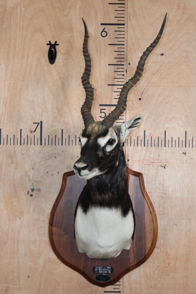BLACKBUCK Shoulder Mount on a Wooden Plaque (1 of 11)