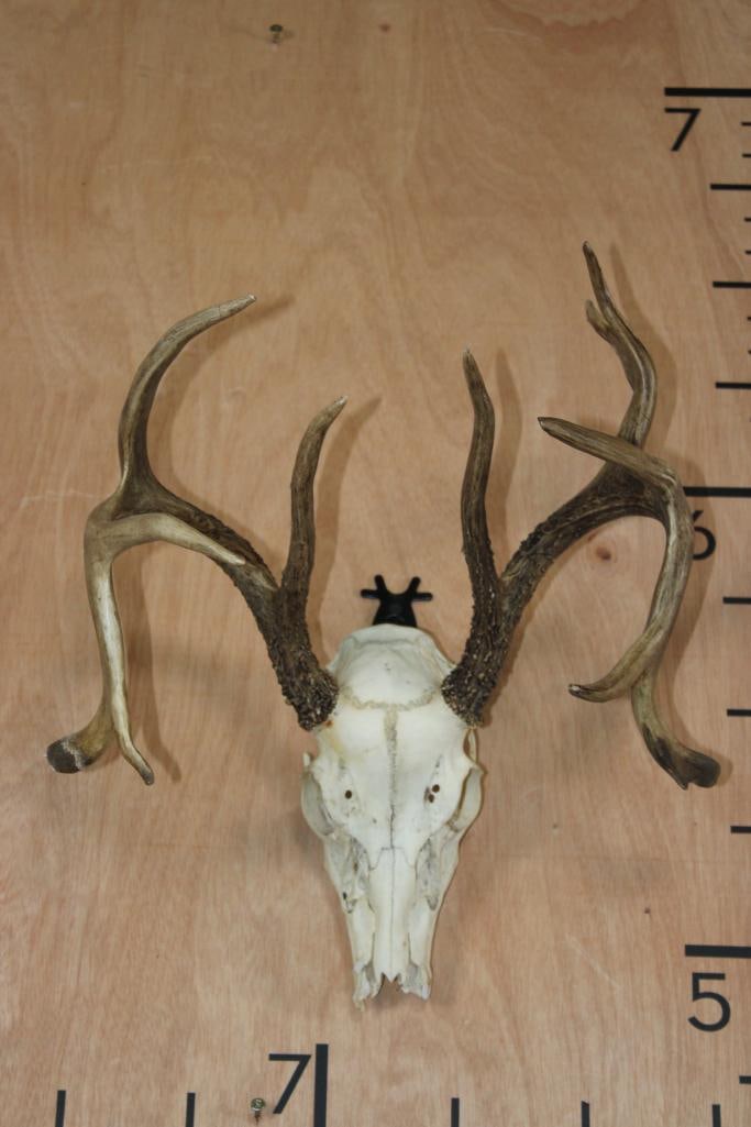 11-Point WHITETAIL DEER Skull with Drop Tines: 11-Point WHITETAIL DEER Skull with Drop Tines. It has a 14.75" Spread and a Wire Hanger. It is missing several teeth. TAXIDERMY SKULLS 