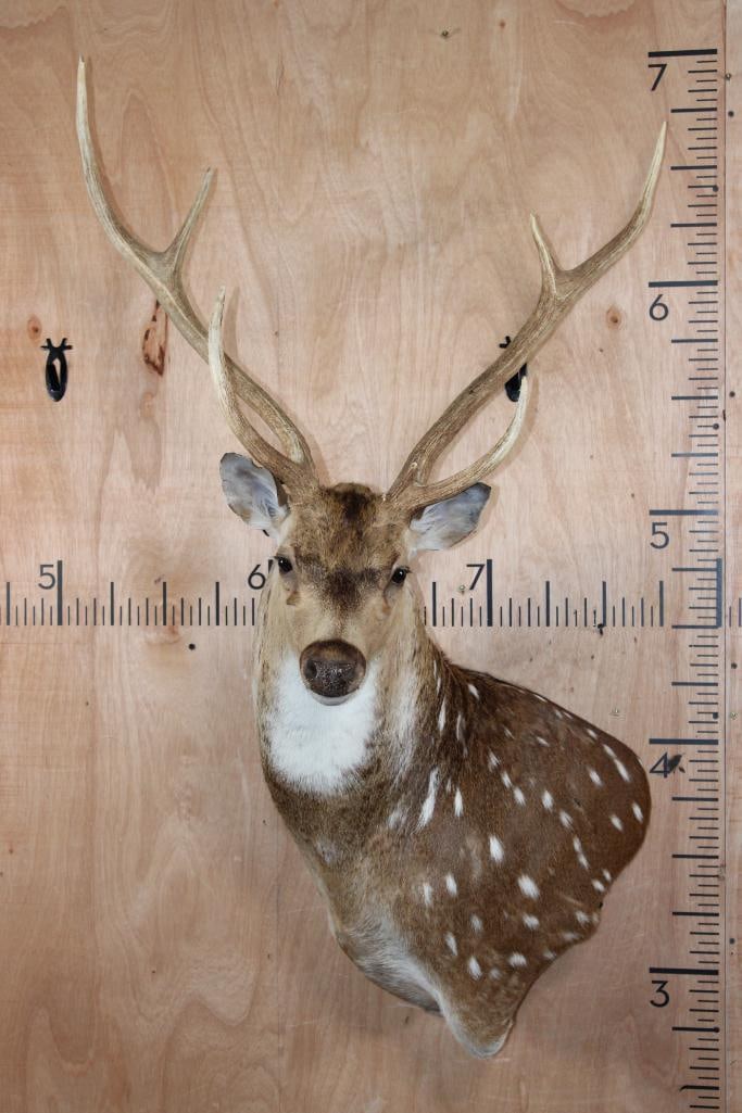 AXIS DEER Wall Pedestal: AXIS DEER Wall Pedestal. It has a 29.5" Spread. There is a hide rub on the left shoulder, otherwise it is in Good Condition. TAXIDERMY 