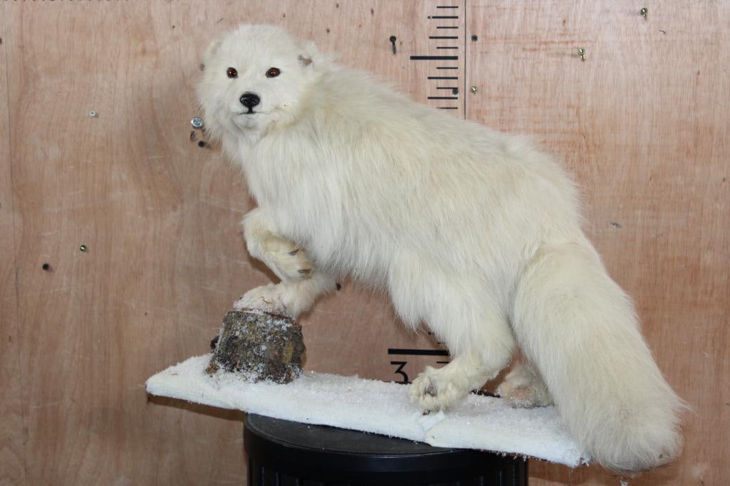 Life-sized ARCTIC FOX on a Snowy Base: Adorable litte Life-sized ARCTIC FOX on a Snowy Base. It measures 26" Long x 10" Wide x 17" Tall. This is a Nice older mount in Good Condition. TAXIDERMY 