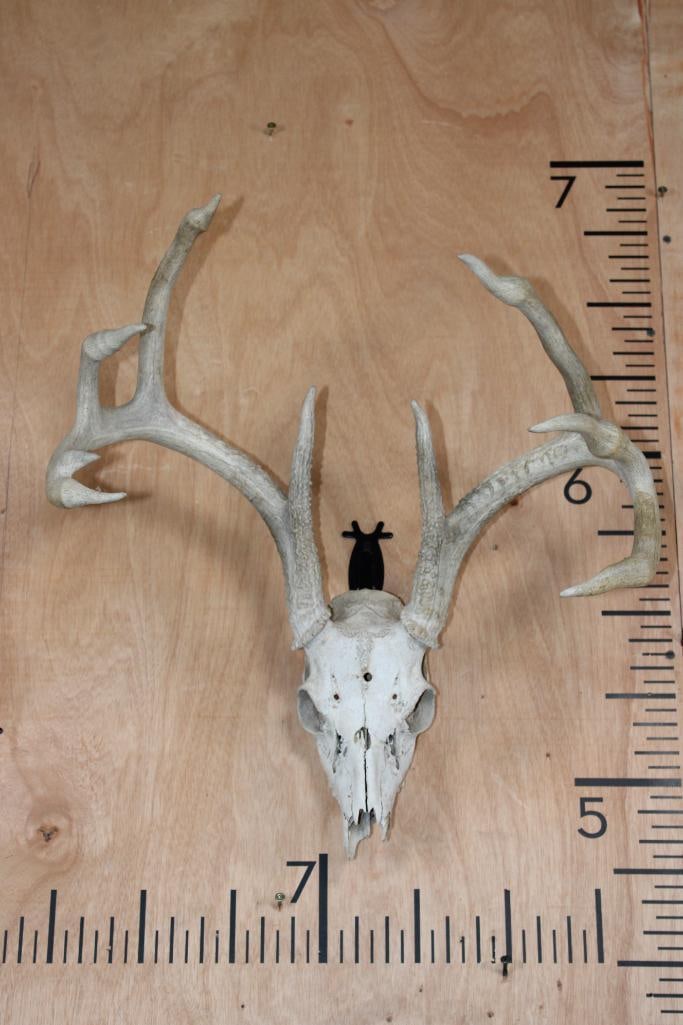 9-Point WHITETAIL DEER Skull: 9-Point WHITETAIL DEER Skull. It has a 19" Spread and is missing 3 teeth. TAXIDERMY SKULLS 