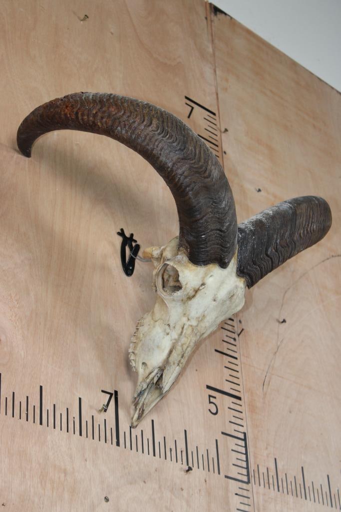 AOUDAD Skull - 2