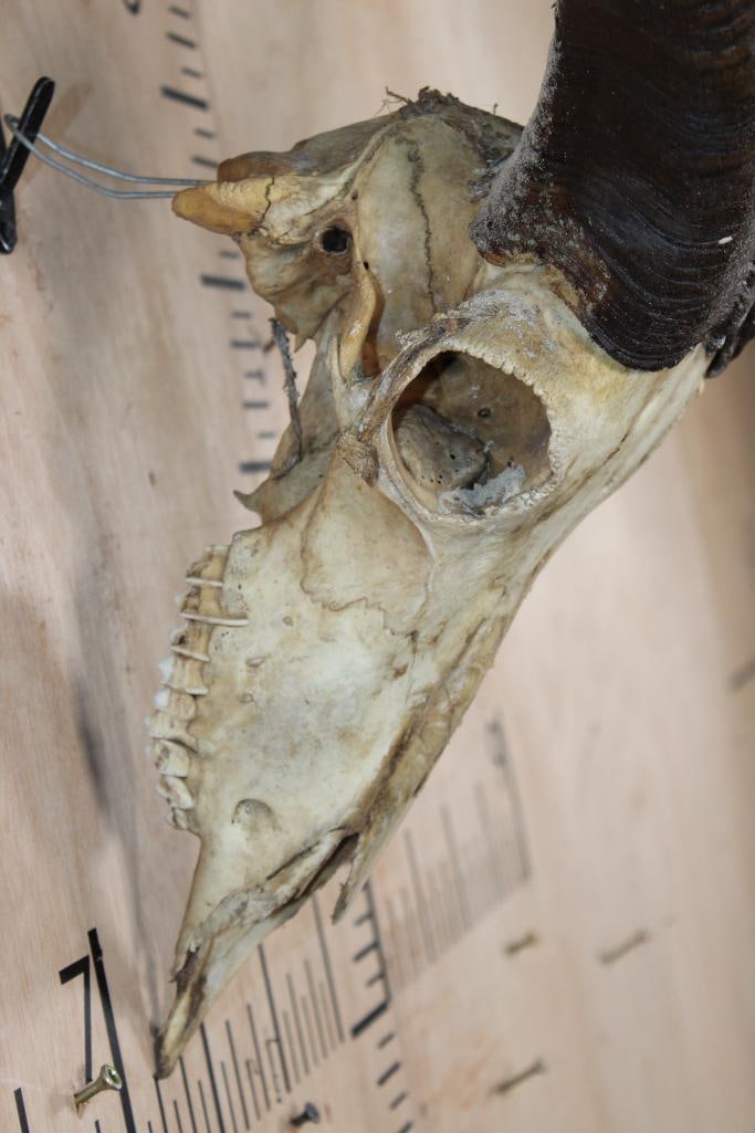 AOUDAD Skull - 6