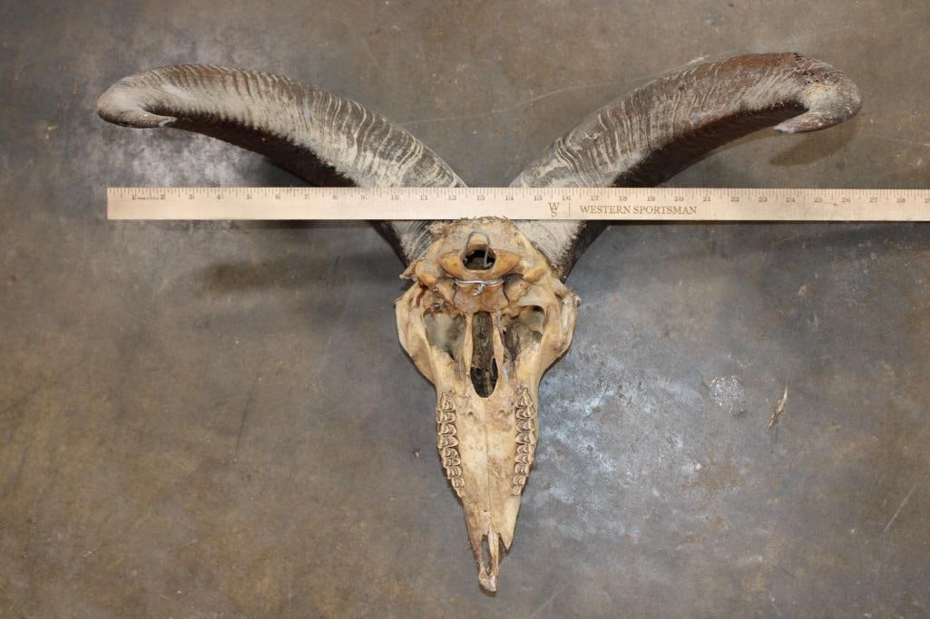 AOUDAD Skull - 7